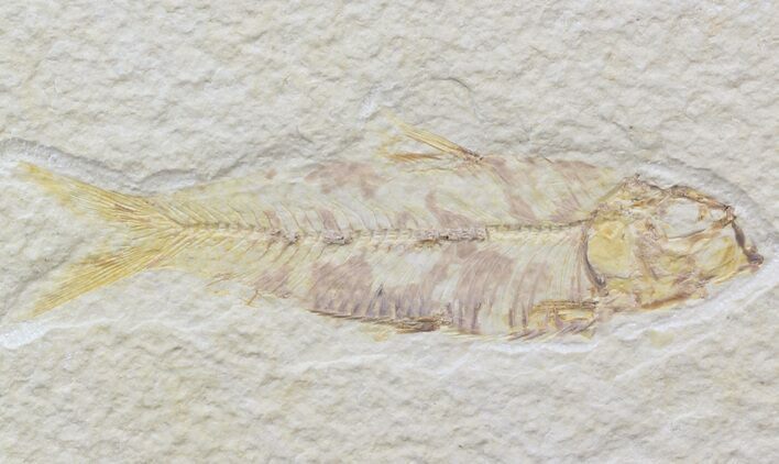 Bargain Knightia Fossil Fish - Wyoming #42390